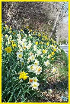 Daffodils along the Sandwich Road - late April