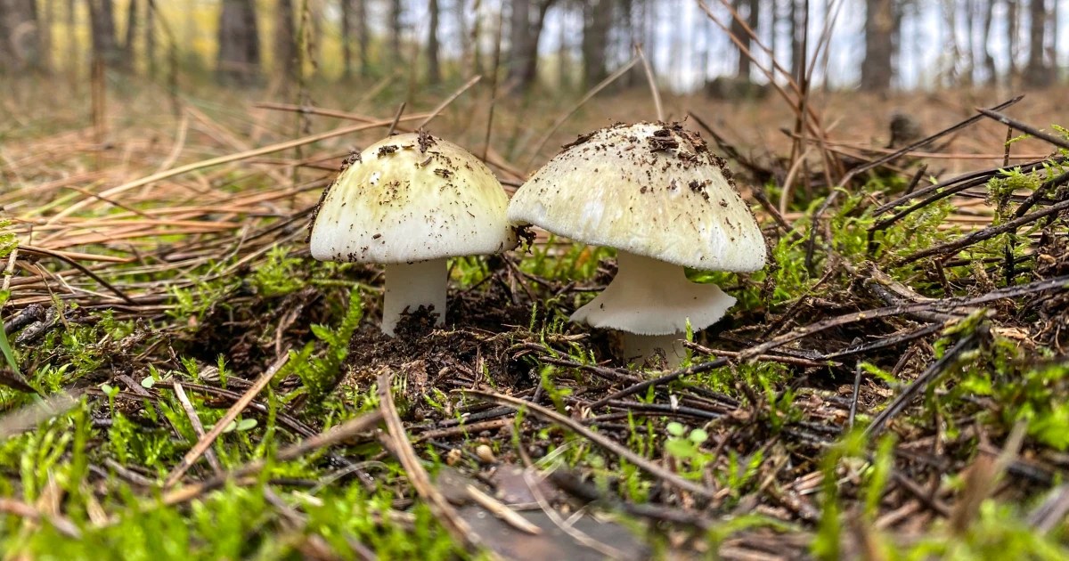 Death Cap Mushroom Poisonings: A Growing Concern in California (2026)